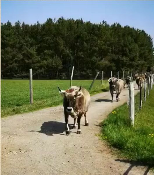 Unsere Kühe, Tiroler Grauvieh